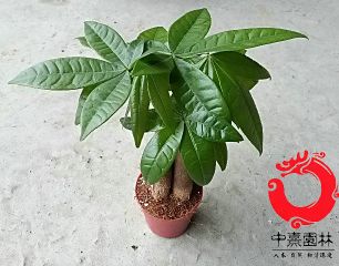 小发财树