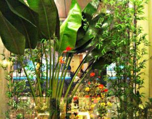 植物造景14