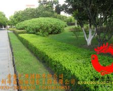 道路绿化养护1