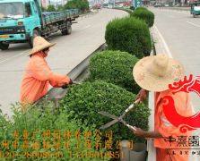乔灌木修剪养护