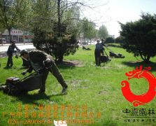 市政绿化养护1