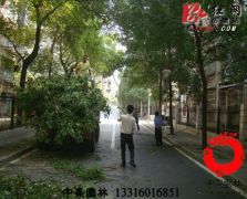 树木修剪养护3