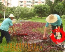 小区绿化养护3